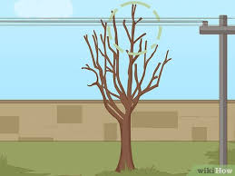 Do not prune a tree twice or more in a season. How To Prune A Tree 13 Steps With Pictures Wikihow
