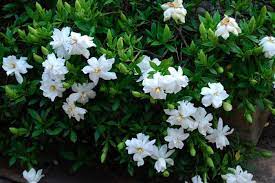 Bawang merah (allium cepa) 3. Cara Menanam Bunga Gardenia Tanaman Hias Dwarf Gardenia Gardenia Plant Gardenia Shrub