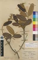 Image result for Ozoroa reticulata