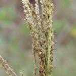 Image result for Sporobolus natalensis