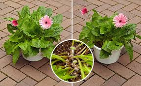 Gerbera (/ ˈdʒɜːrbərə / or / ˈɡɜːrbərə /) l. How To Grow Better Gerbera Daisies Garden Gate