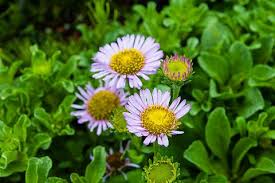Image result for Erigeron steudelii