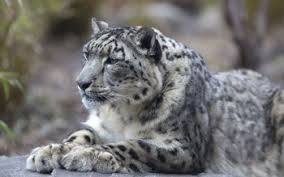 Malgré le passage des siècles, des traces de la couleur originale sont encore visibles sur le buste en marbre de l'impératrice romaine vibia sabina. 365 Leopard Des Neiges Fonds D Ecran Hd Arriere Plans Wallpaper Abyss