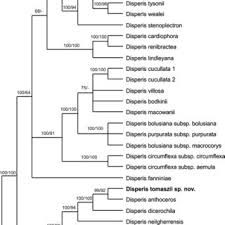 Image result for Disperis dicerochila