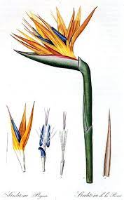 Botanical Flower Bird Of Paradise Jpg 373 600 Botanical Drawings Botany Illustration Botanical Illustration