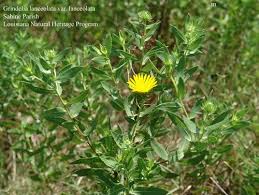 Image result for Landolphia lanceolata