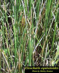 Image result for Eleocharis setifolia