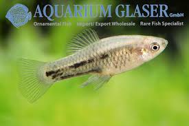 Image result for Xyris peteri