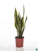 Image result for Tristachya superba