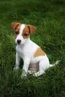 Windermere Jack Russell Terriers - Home