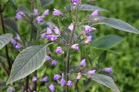 Image result for Hygrophila