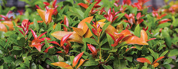 Maybe you would like to learn more about one of these? Hedges In A Hurry Gardening Australia