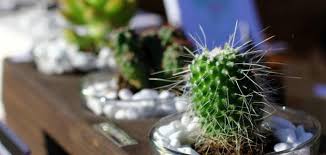 تشتت شبح غداء العناية بنباتات الظل ايكيا A 1inspection Com