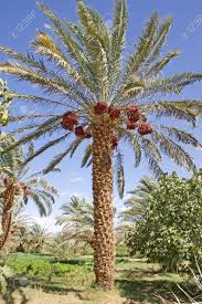 We did not find results for: Date Palm Tree Phoenix Dactylifera With Dates Stock Photo Picture And Royalty Free Image Image 16542904