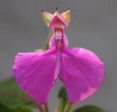 Image result for Impatiens apiculata