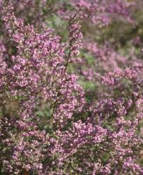 Image result for Muraltia