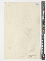 Image result for Diaphananthe stolzii