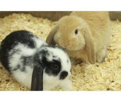 Holland Lop Bunnies Holland Lop Bunnies Lop Bunnies Holland Lop