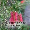 Callistemon, red cluster bottlebrush tree callistemon rigidus. Callistemon Rigidus From Burncoose Nurseries
