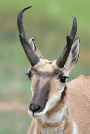 Pronghorn Antelope | Sagebrush Ecosystem | U.S. Fish and Wildlife ...