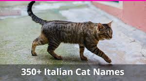 The ranking of most popular cat names can be assessed, in particular, from pet insurance registrations. 350 Italian Cat Names With Meanings For Male And Female Kitties