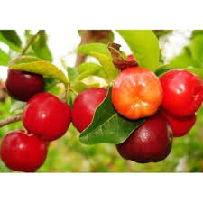 Image result for Malpighia