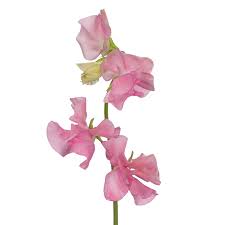 Image result for Lathyrus