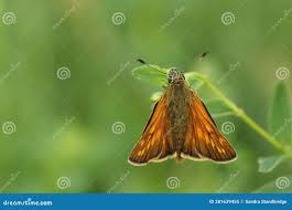 Image result for Ochlodes sylvanus