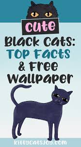 Dk the cats whiskers download. Cute Black Cats Top Facts Free Wallpaper