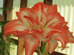 Amaryllis Flower Beauty Amaryllis Colorful Flowers