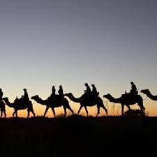 A must do if you are staying at ayres rock resort. Camel To Sunrise Ayers Rock Resort