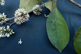 Image result for Cordia alliodora