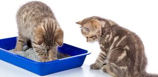Bentonit Kedi Kumu Ozellikleri Kedikumu Org