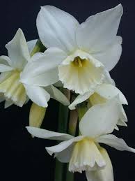 Naturalise Under Orchard Same Time As Thalia Narcissus Spring Bulbs Daffodils