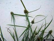 Image result for Kyllinga squamulata