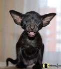 Oriental Shorthair Kittens For Sale | Pets4You