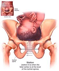 Your Cervix Before And During Delivery Inertia Of Movement