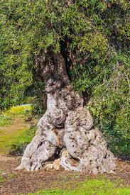 How long does a banana tree live for? Learn How To Grow Olive Trees In The Home Landscape Gardener S Path