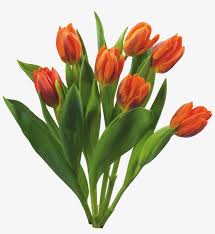 The work of the florist at a flower shop. Bouquet Flowers Png Love Tulips Beautiful Spring Flowers Set Free Transparent Png Download Pngkey
