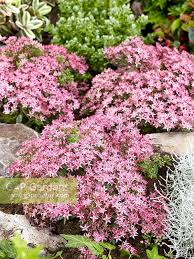 We did not find results for: Sedum Sunsparkler Stock Photo By Nova Photo Graphik Image 0996564