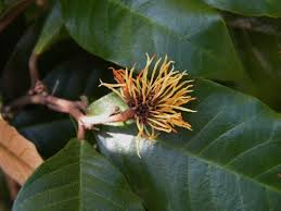 Image result for Trichocladus ellipticus