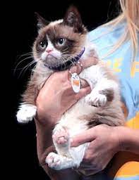 Grumpy Cat Simple English Wikipedia The Free Encyclopedia