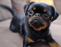 pin by pacey s mom has got it goin on puggly 3 cute animals pets cute baby animals