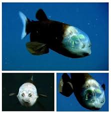 Opisthoproctidae Barreleye Fish Deep Sea Animals Deep Sea Creatures Weird Animals