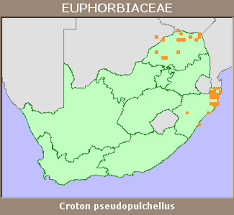 Image result for Croton pseudopulchellus