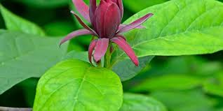 Image result for Buxus acutata