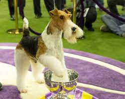 The remaining three groups (sporting, working and terrier) will be judged tonight in. Westminster Dog Show Winners Photos Of The Winners Throughout The Years