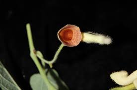 Image result for Aristolochiaceae