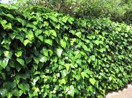 Hedera canariensis is a species of ivy (genus hedera) which is native to the atlantic coast in canary islands and northern africa. Online Plant Guide Hedera Canariensis Algerian Ivy Hedera Ground Cover Plants