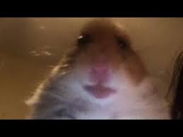 Memes, freememeskids, boi, fortnite skins, fortnite видео hamster looking at camera meme канала toxic x exotic. Hamster Staring At Camera 10 Hours Ê– Youtube